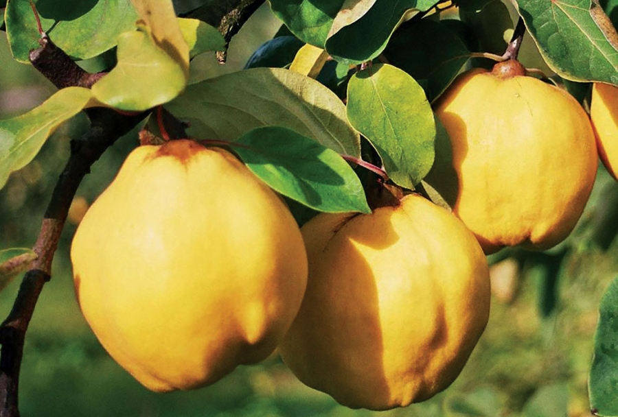 We sell quinces