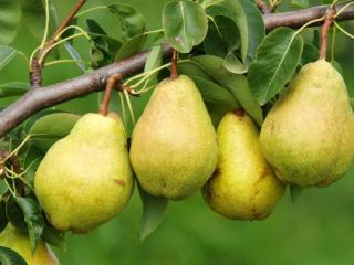 We sell pears
