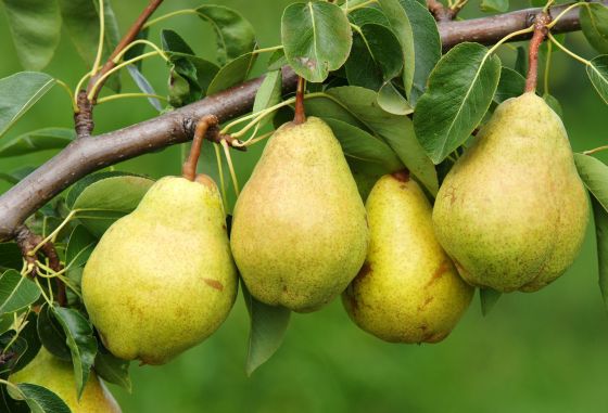 We sell pears