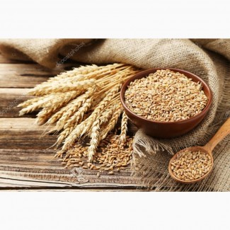 We sell ORGANIC SPELT with eco certificate, COI and export documents