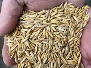 We sell high-quality oats, contact us for details!