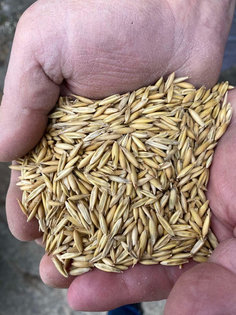 We sell high-quality oats, contact us for details!