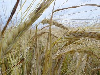 Rye is an excellent source of dietary fiber. Regular