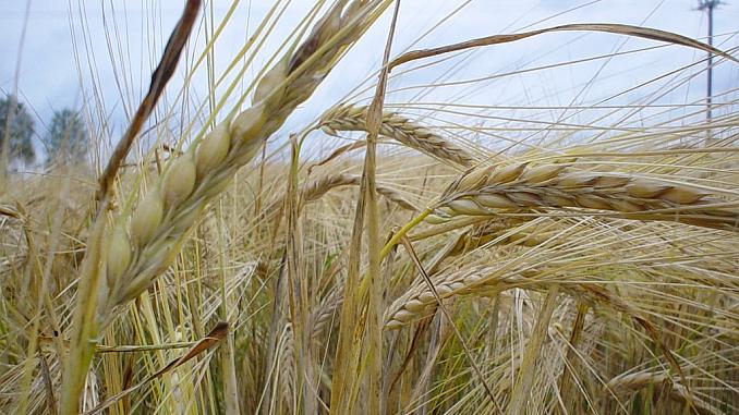 Rye is an excellent source of dietary fiber
