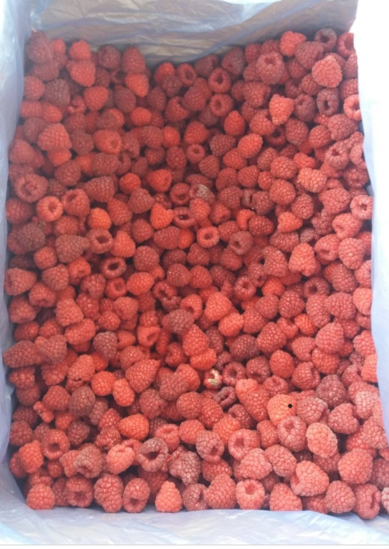 Frozen raspberry packed in 8-10 kg cartons