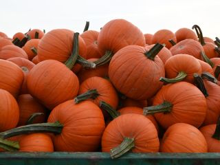 Halloween pumpkins for sale. Varieties Spitfire (size from 2