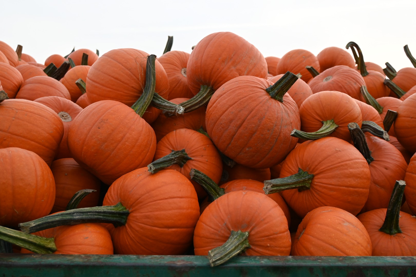 Halloween pumpkins for sale
