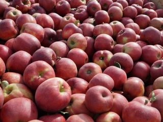 11 varieties / about 30 tons Hello, I will