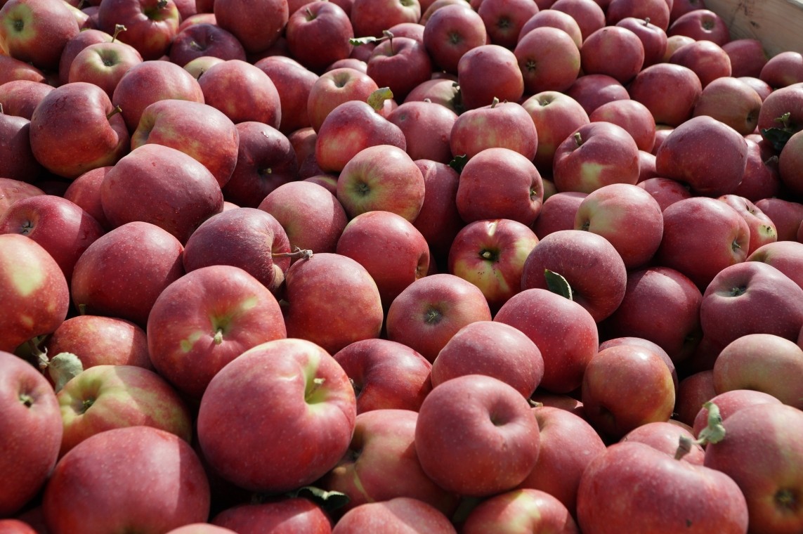 11 varieties / about 30 tons Hello, I will establish cooperation with specific people to collect apples and pears