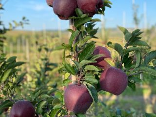 I'm selling apples from the 'rabbit's muzzle' varieties, Jonathan,