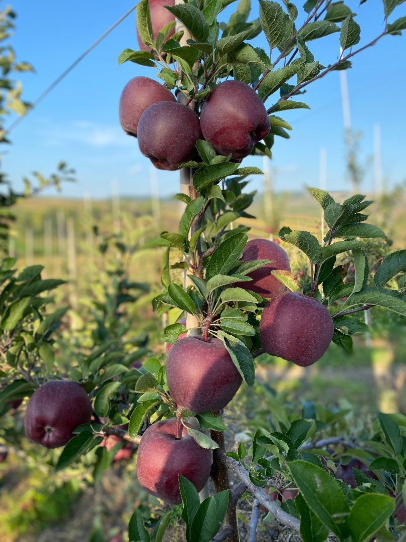 I'm selling apples from the 'rabbit's muzzle' varieties, Jonathan, Jonaprince, Golden, Gala, Reddelicious Price: 2 lei/kg More details in private at the phone