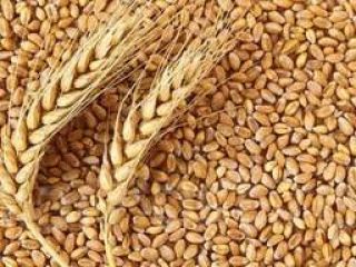 Na bieżąco sprzedajemy pszenicę produkcji klasy 2-3 na Ukrainie.