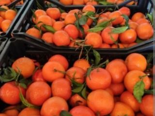 I will sell tangerine clementine straight from Spain, waxed