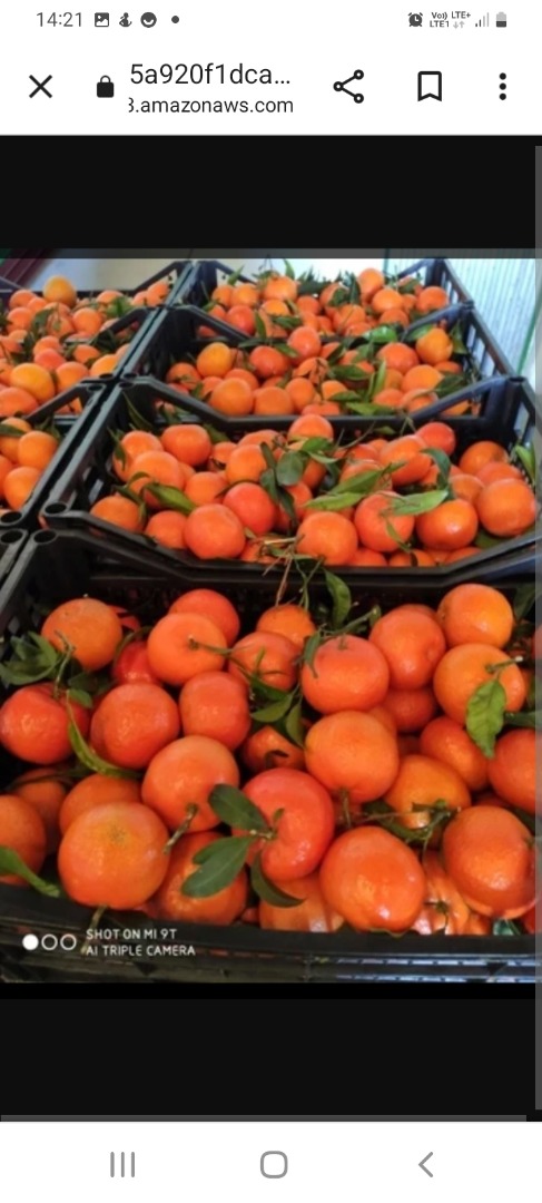 I will sell tangerine clementine straight from Spain, waxed k3-5 packed in boxes of 14 kg