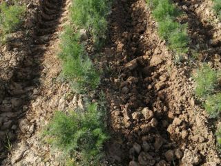 Fresh dill from Uzbekistan. Greens are prepared exclusively for