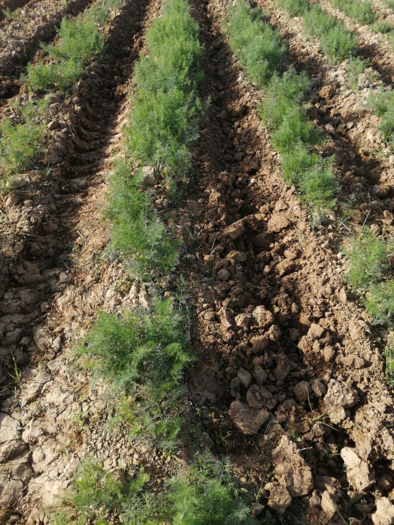 Fresh dill from Uzbekistan