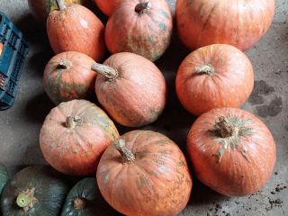 Pumpkins without fertilizer. Green skinned pumpkins have a lot