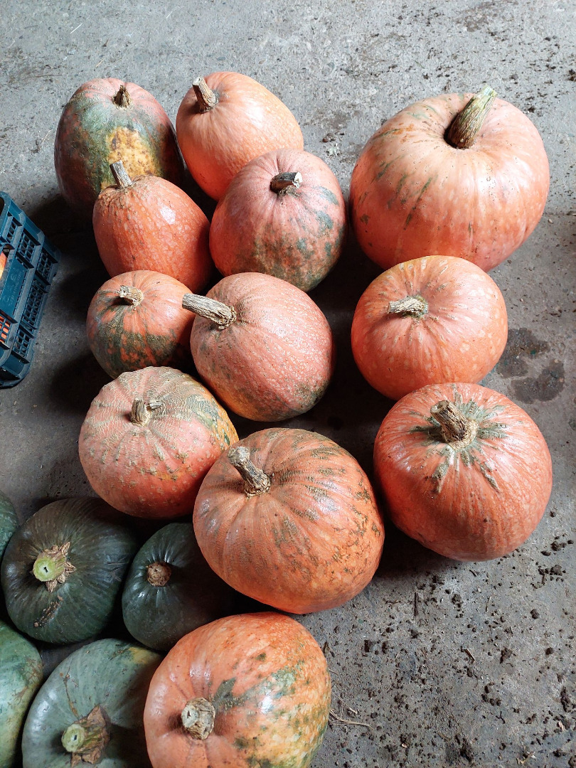 Pumpkins without fertilizer