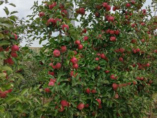 I will sell Apple Reno 2 Szampion for weight