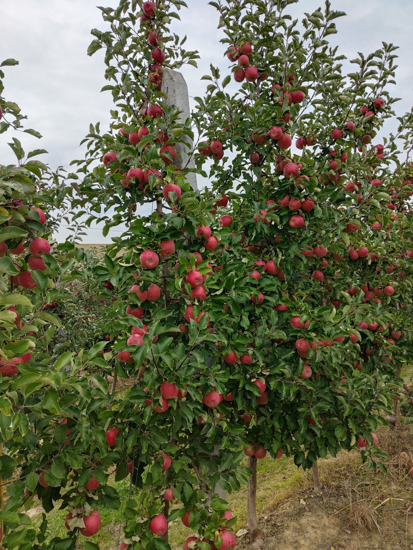 I will sell Apple Reno 2 Szampion for weight in a box and Red Jonaprince Select, clean goods without hail