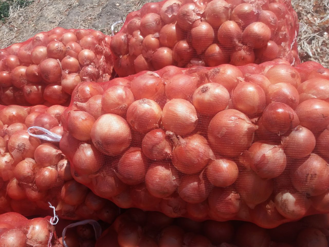 Bulb onion wholesale from the manufacturer