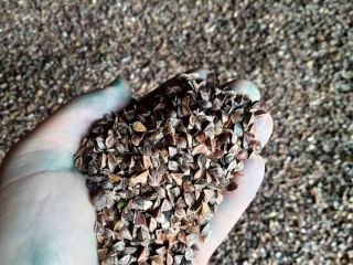 I will sell about 2.5 tons of buckwheat from