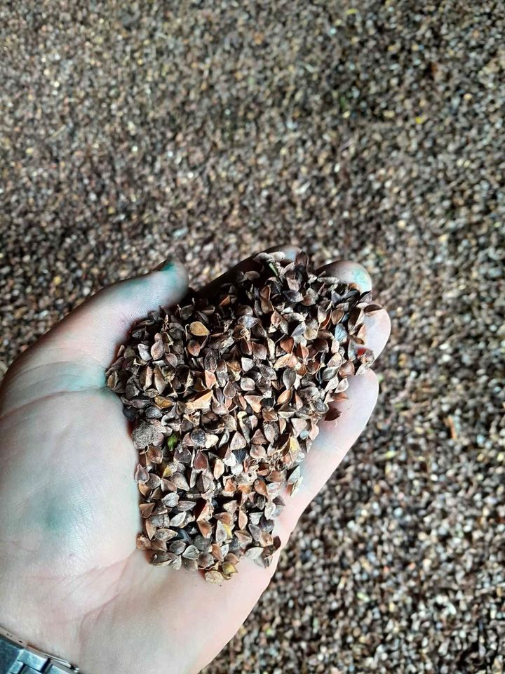 I will sell about 2.5 tons of buckwheat from this year's harvest, cut and dried