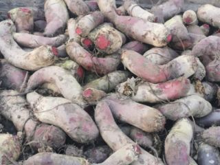 Red beetroot oblong, variety Alexis - large, strongly colored,