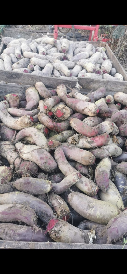 Red beetroot oblong, variety Alexis - large, strongly colored, without fibers, good for processing