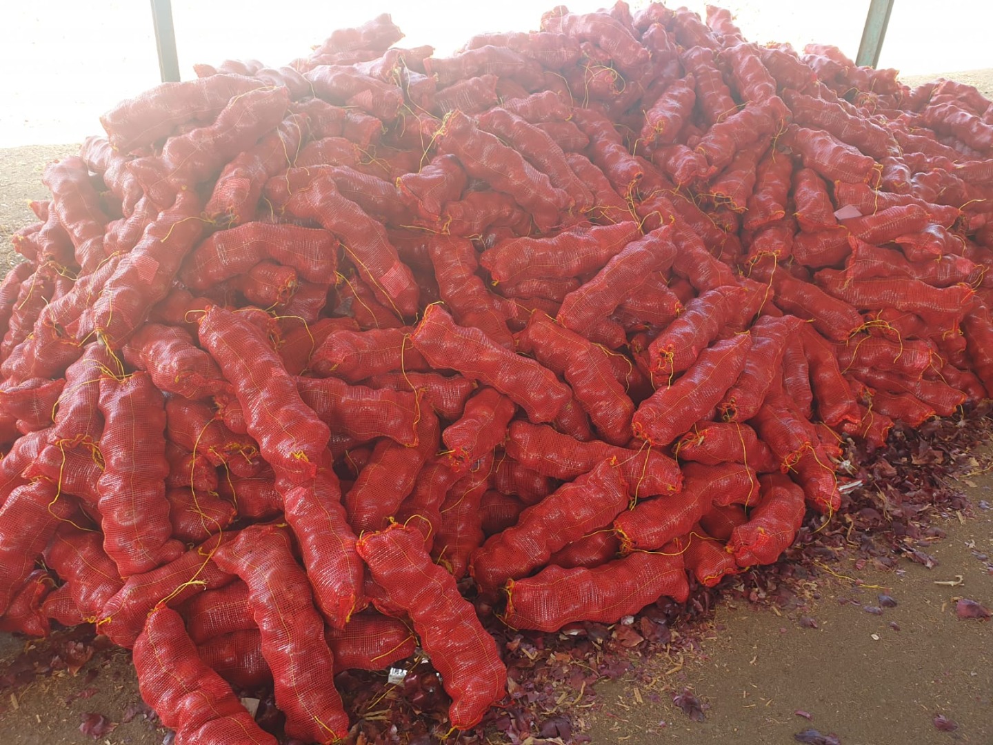 We are selling actual Bio Onions Red - Top Quality and ready for Transport