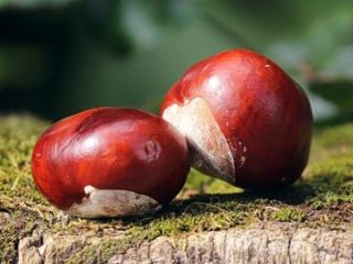 I will buy chestnuts Mondays, Wednesdays and Fridays from