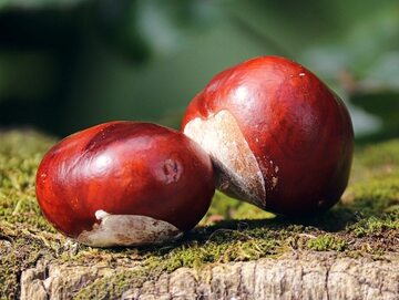 I will buy chestnuts Mondays, Wednesdays and Fridays from 15:00 to 18:00 Krzymów 9 Price 1 PLN / kg If you want to deliver chestnuts on a different day or at a