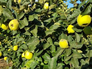 I sell a total of 10t of quinces from