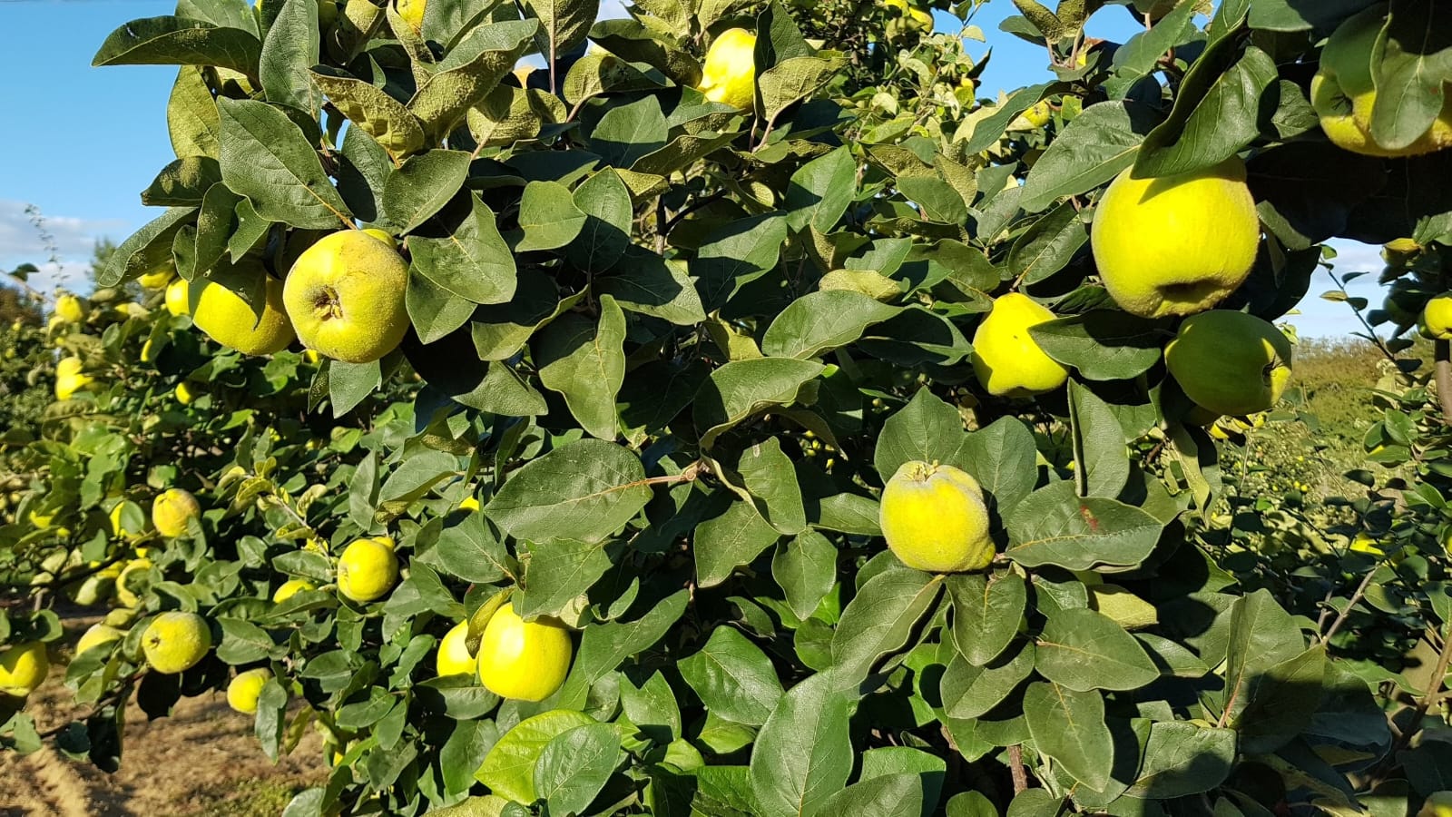 I sell a total of 10t of quinces from private farming