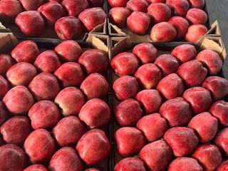 We sell different varieties of apples in large quantities!