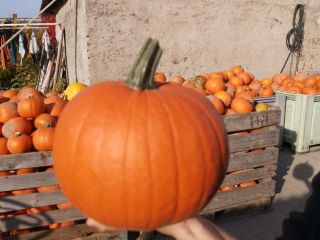 Hello, I am selling Gomez and Spitfire pumpkins from