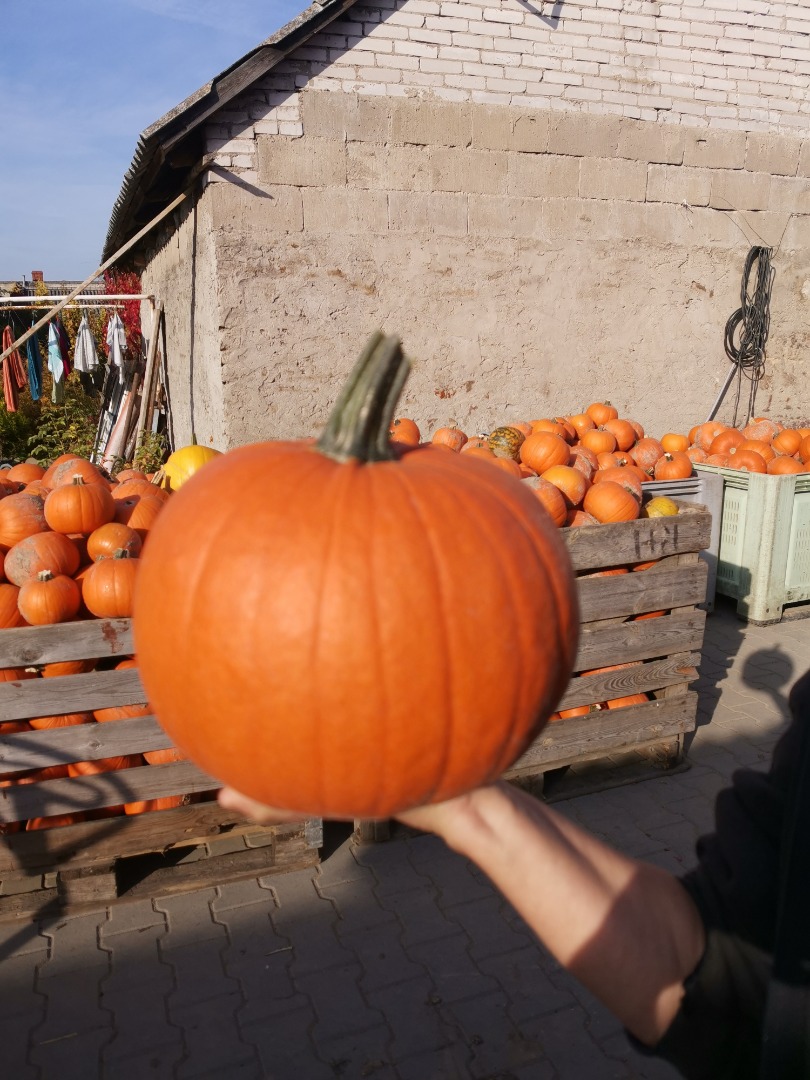 Hello, I am selling Gomez and Spitfire pumpkins from the Halloween family