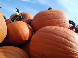 Pumpkin nicely colored, orange, weighing from 2 to 11