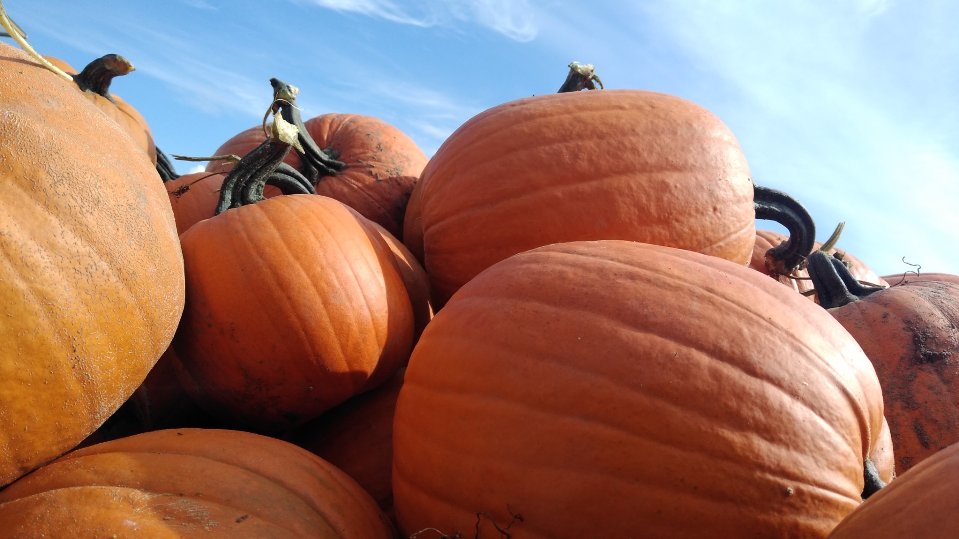Pumpkin nicely colored, orange, weighing from 2 to 11 kg