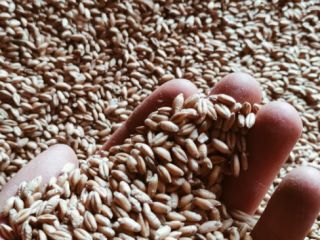 I will sell triticale, Carmelo variety, nice coarse grain.