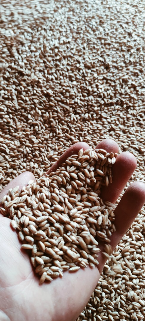I will sell triticale, Carmelo variety, nice coarse grain