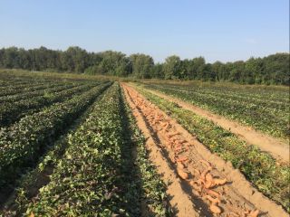 We offer sweet potatoes for sale. Species: Bellevue.