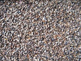 I will sell certified organic buckwheat EKO