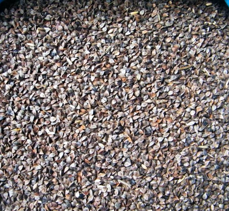 I will sell certified organic buckwheat EKO