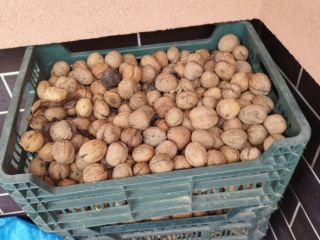 Fresh nuts this year