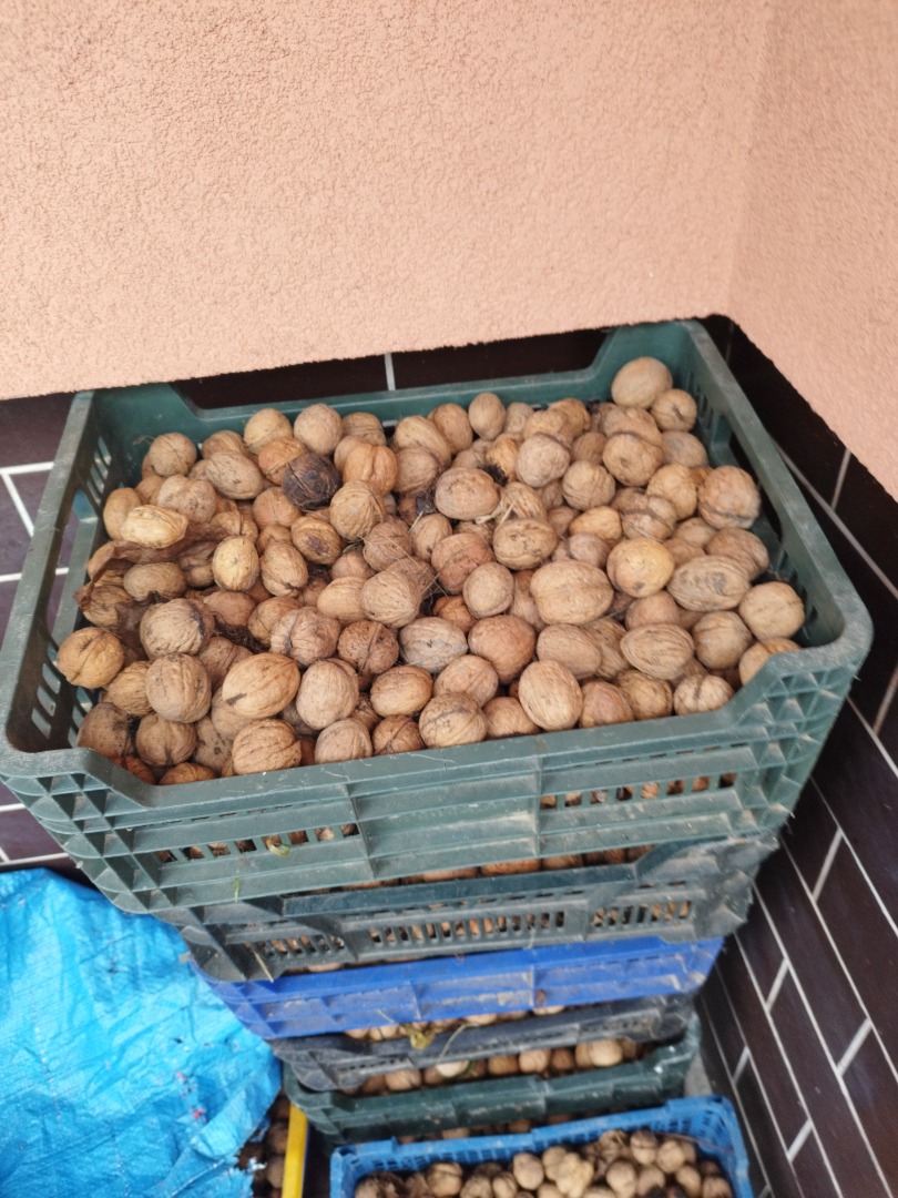 Fresh nuts this year