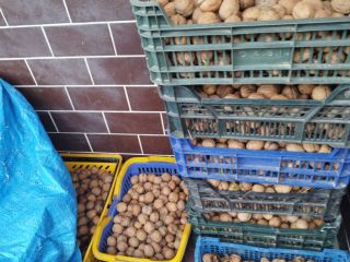 A large amount of fresh walnut
