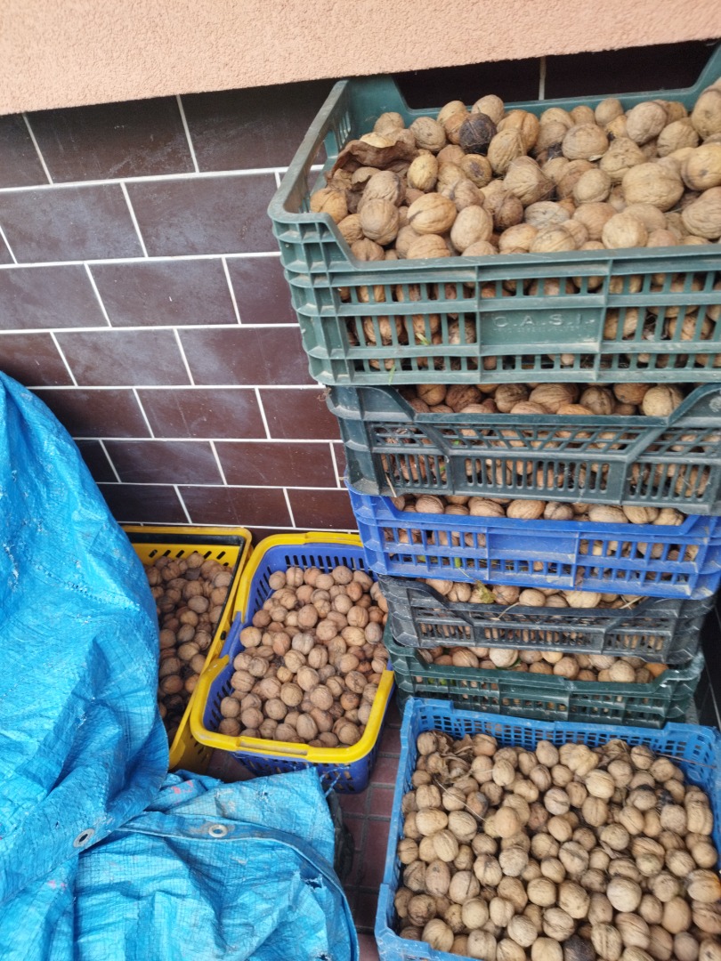 A large amount of fresh walnut