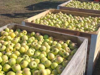 Goldendelicious apples - certified organic for industry - €0.30