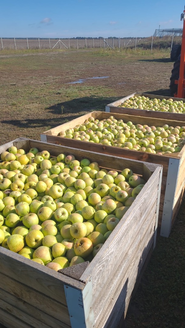 Goldendelicious apples - certified organic for industry - €0.30 \ /kg Quality I, caliber 70+, price €0.60 /kg